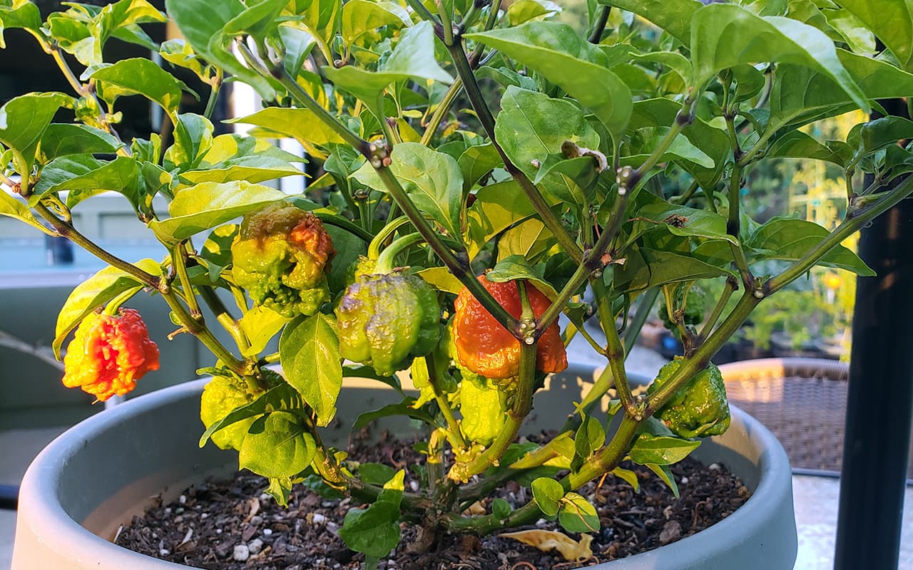 Carolina Reaper Hot Pepper
