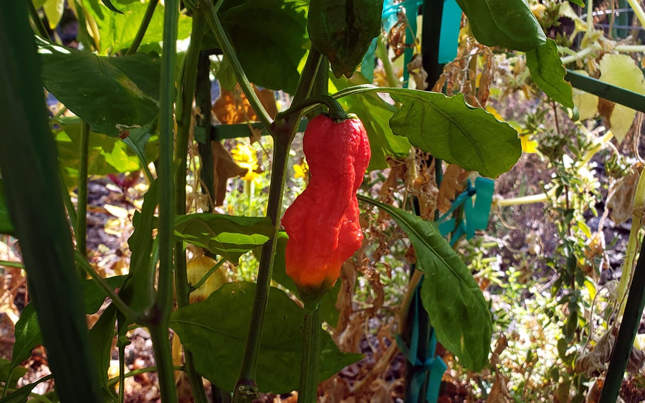 Jay's Red Ghost Scorpion Hot Pepper