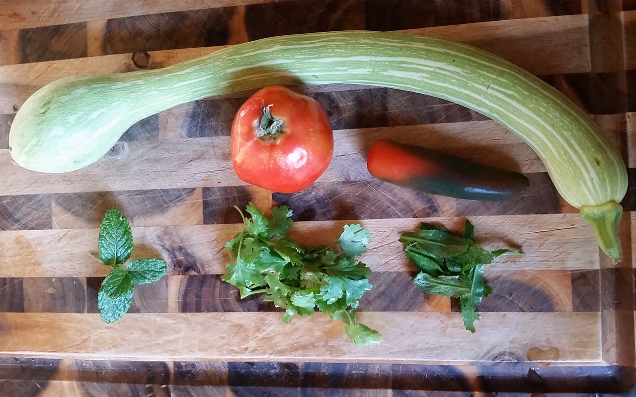 Trombone Squash from Garden