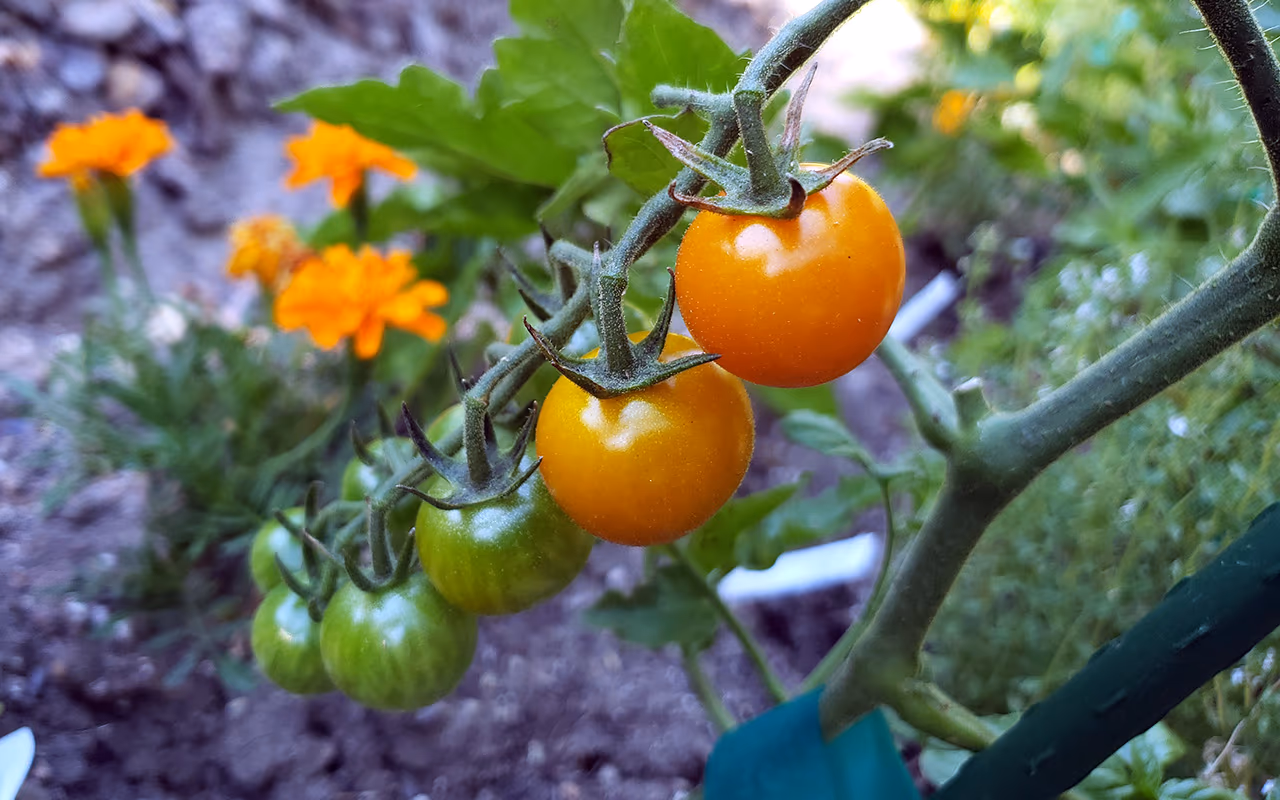 Sungold Tomatoes from Garden